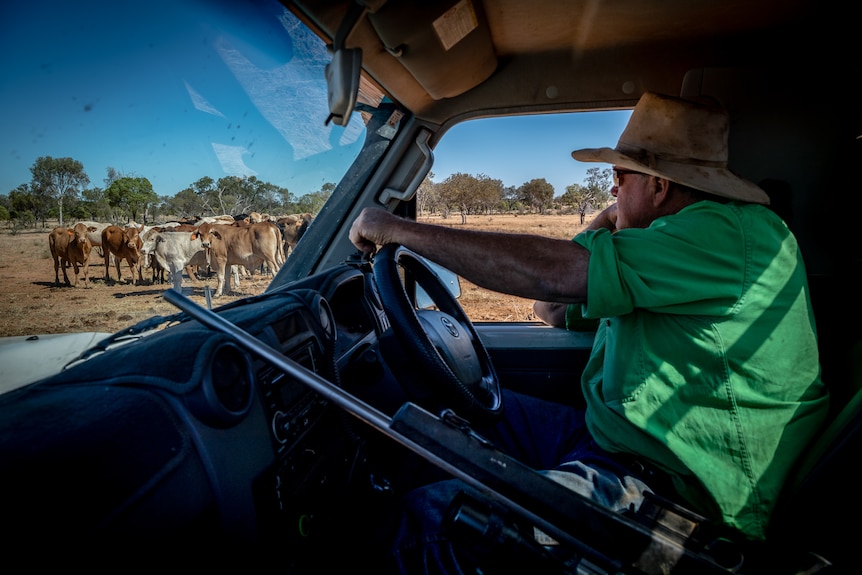 Boyd Webb driving past a small herd of cattle, with a shot gun wedged between the driver's and passenger's seats.