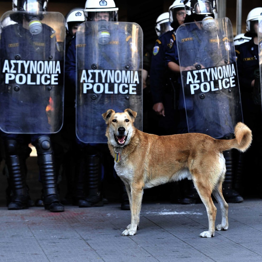 Loukanikos with riot police holding shields