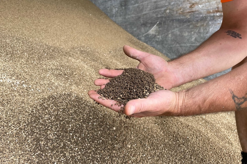 A man's hands holding fertiliser pellets next to a very large pile of brown fertiliser pellets.  