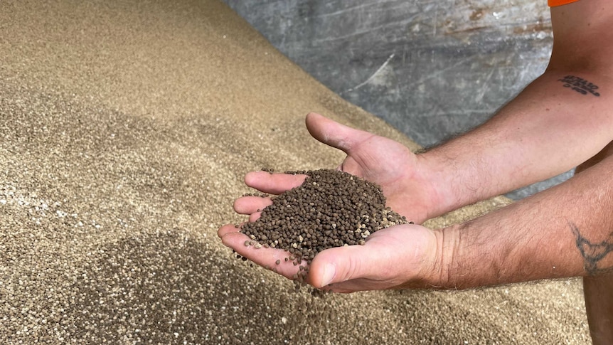 A man holding fertiliser pellets.