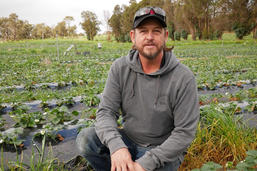 A man crouches in a strawberry field