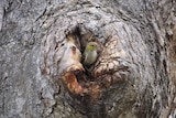 A forty-spotted pardalote in a Tasmanian tree