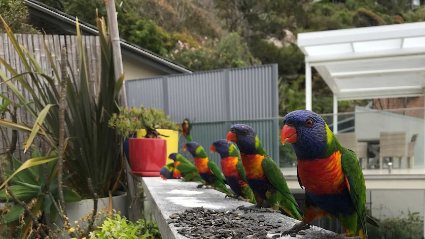 A row of 7 lorikeets having a feed on seeds at the home of James Ricketson