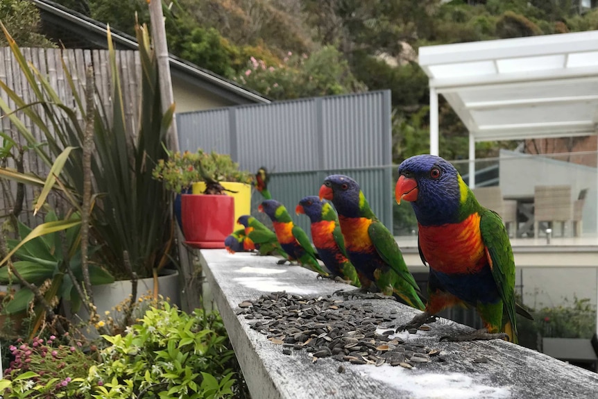 A row of 7 lorikeets having a feed on seeds at the home of James Ricketson
