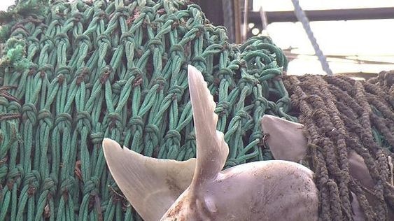 Dead spiny dogfish caught up in fish trawler net.