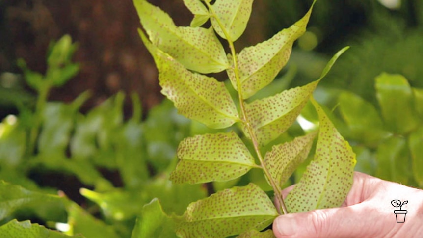 Image of brown spots under fern fronds