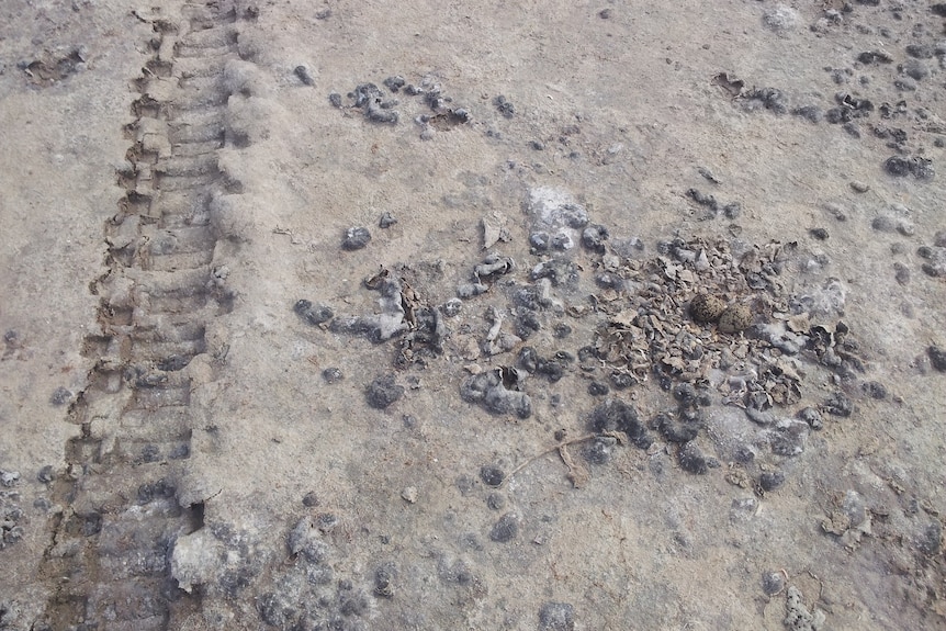camouflaged brown speckled eggs in sand beside tyre tracks
