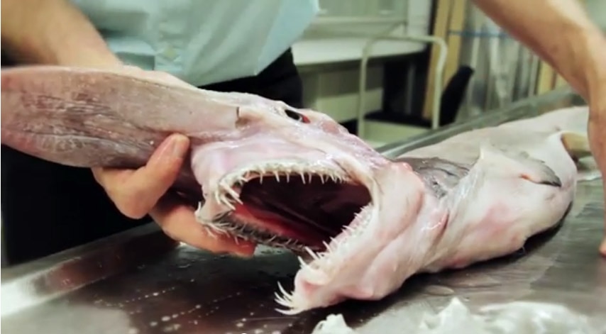 Goblin Shark Frightening Alien Of The Deep Will Join Australian Museum Collection Abc News