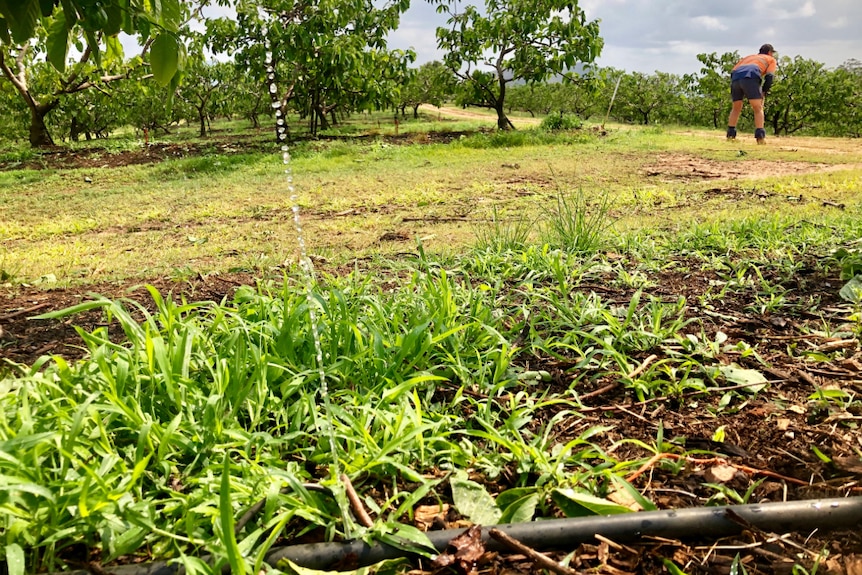 A hole in a sprinkler line on a lush green farm shoots out water from a hole caused by hail damage.