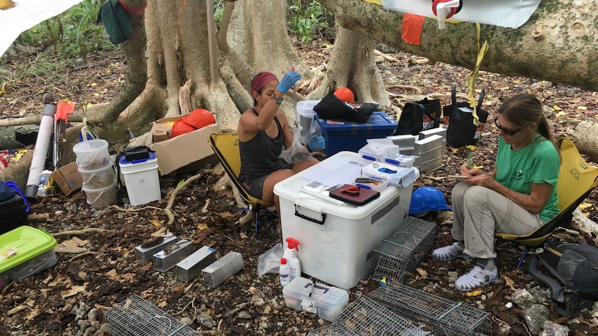 Scientists work from camping chairs under a spreading tree, surrounded by plastic boxes and rat cages.
