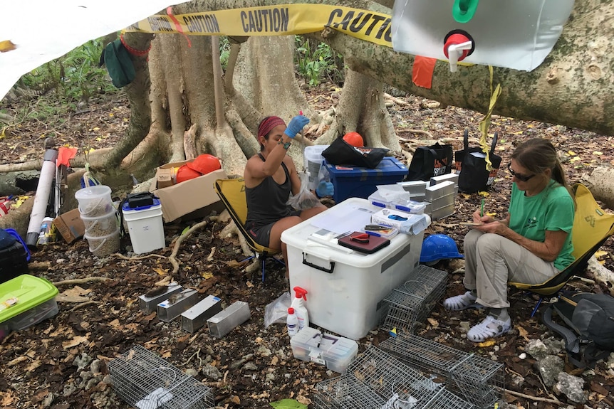 Scientists work from camping chairs under a spreading tree, surrounded by plastic boxes and rat cages.