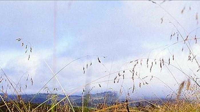 Napier grass is a tall, perennial plant that is native to the tropical grasslands of Africa.
