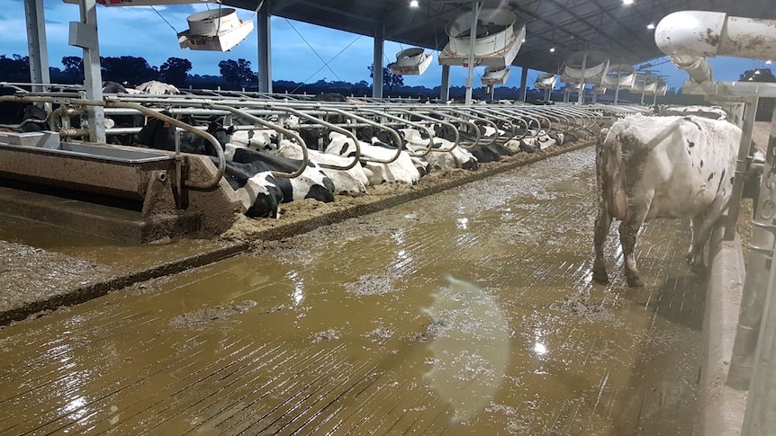 Cows are standing in a wet barn 