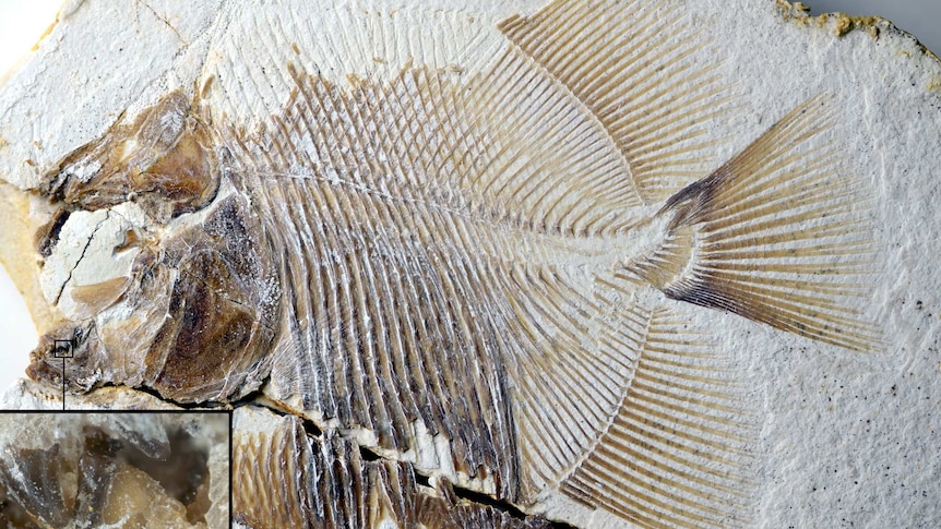 Fossil of a piranha-like fish