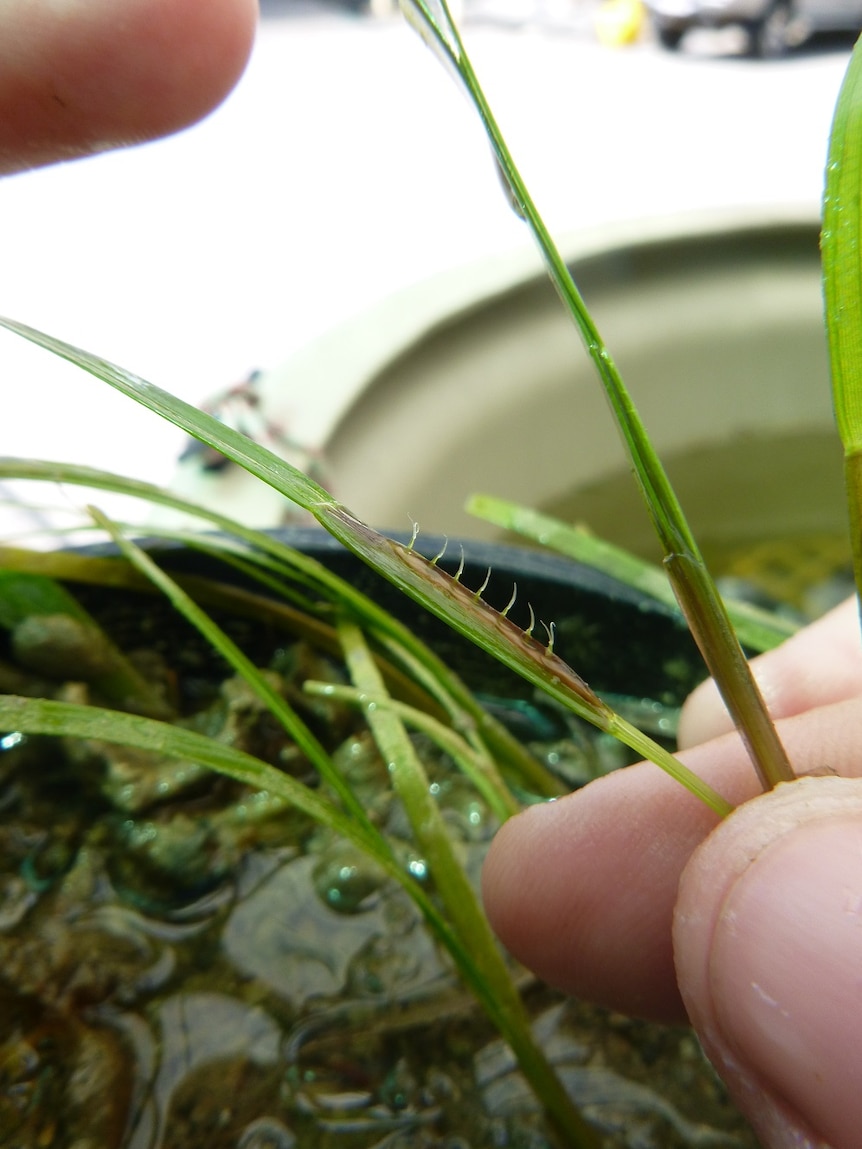 Tiny flowers on a piece of seagrass.