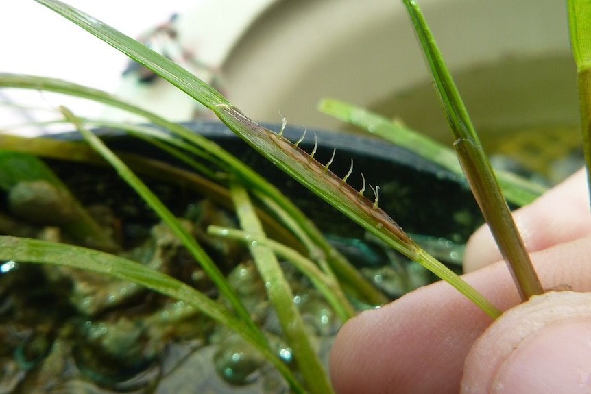 Tiny flowers on a piece of seagrass.