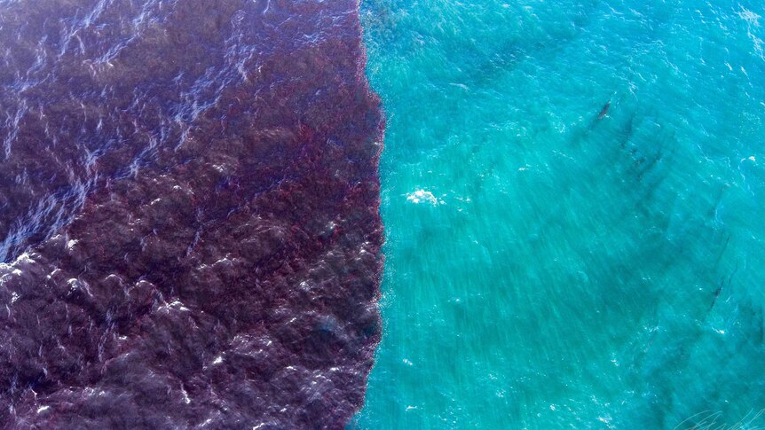 Drone shot of the ocean showing red weed in the water.