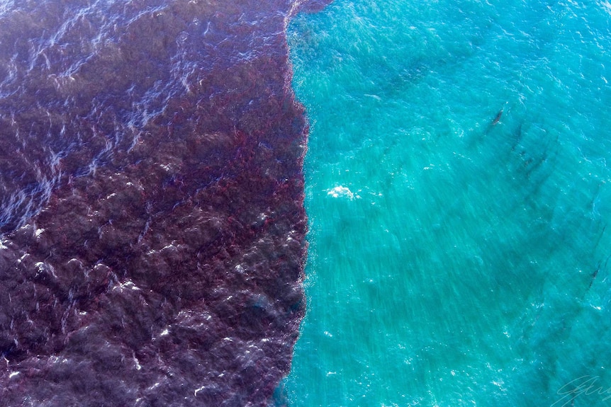 Drone shot of the ocean showing red weed in the water.