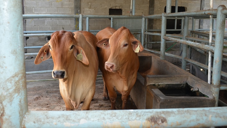 Two cows stand in cattle yards in Jakarta, Indonesia.