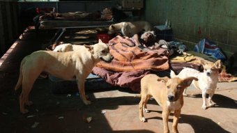An elderly woman lies on a mattress on the ground surrounded by dogs