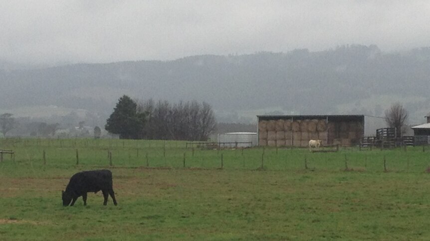 Wet cattle in Gippsland
