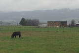 Wet cattle in Gippsland