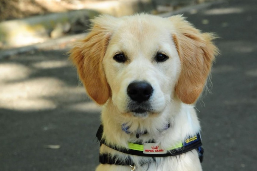 Sadie as a puppy.