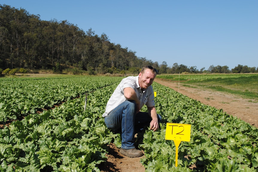 A man crouches in a vegetable crop with a hill in the background