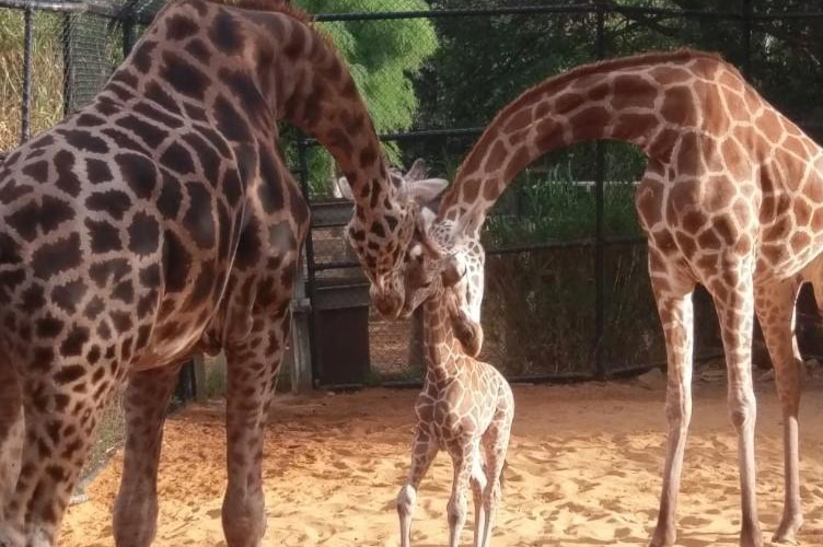 A female giraffe calf stands with its parents Armani and Kitoto leaning down and touching heads in their enclosure at Perth Zoo.