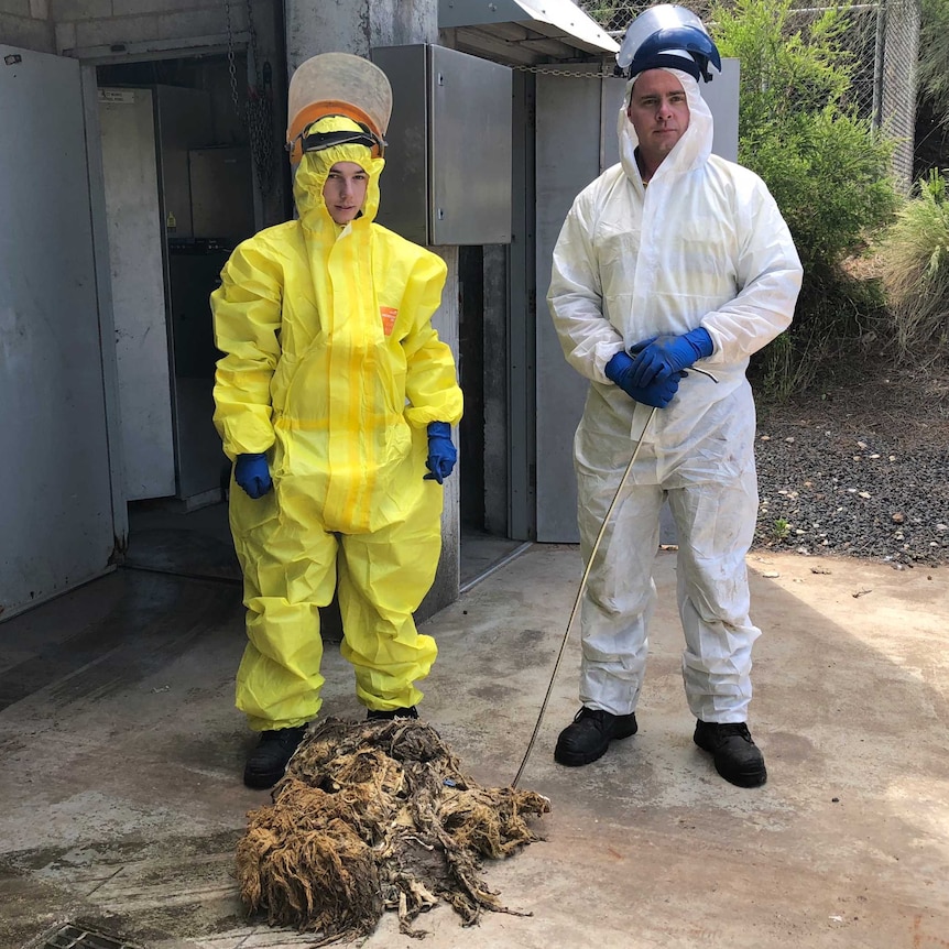 Jess Hollard and Luke McCosh are having to remove "sewage sheep" twice a week.