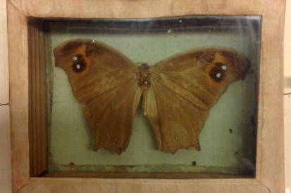 A butterfly behind glass in a wooden box