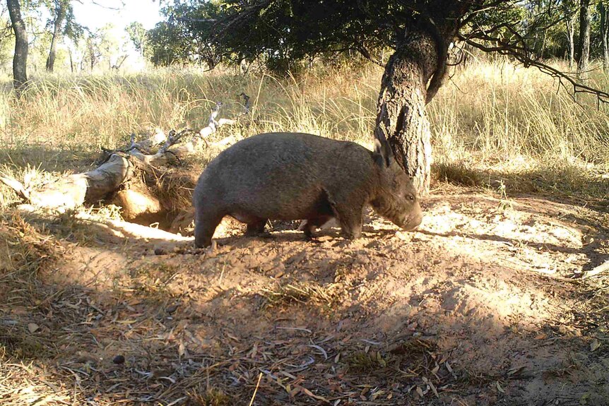 Wombat walking out of its burrow.
