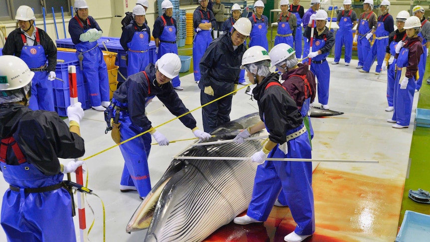 A group of researchers wearing blue overalls inspect a minke whale, its blood staining the floor beneath their feet.