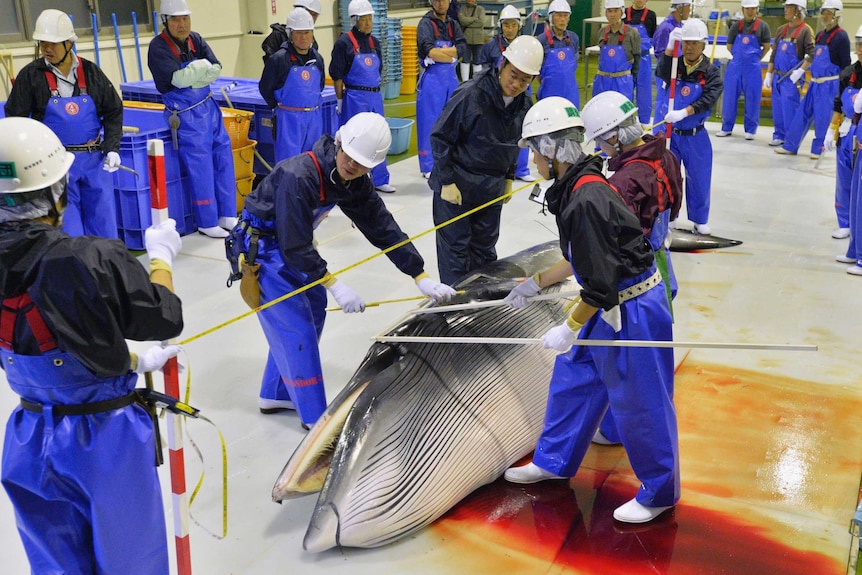 A group of researchers wearing blue overalls inspect a minke whale, its blood staining the floor beneath their feet.