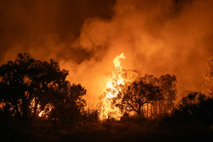 A bushfire lights up trees silhouetted in the foreground.