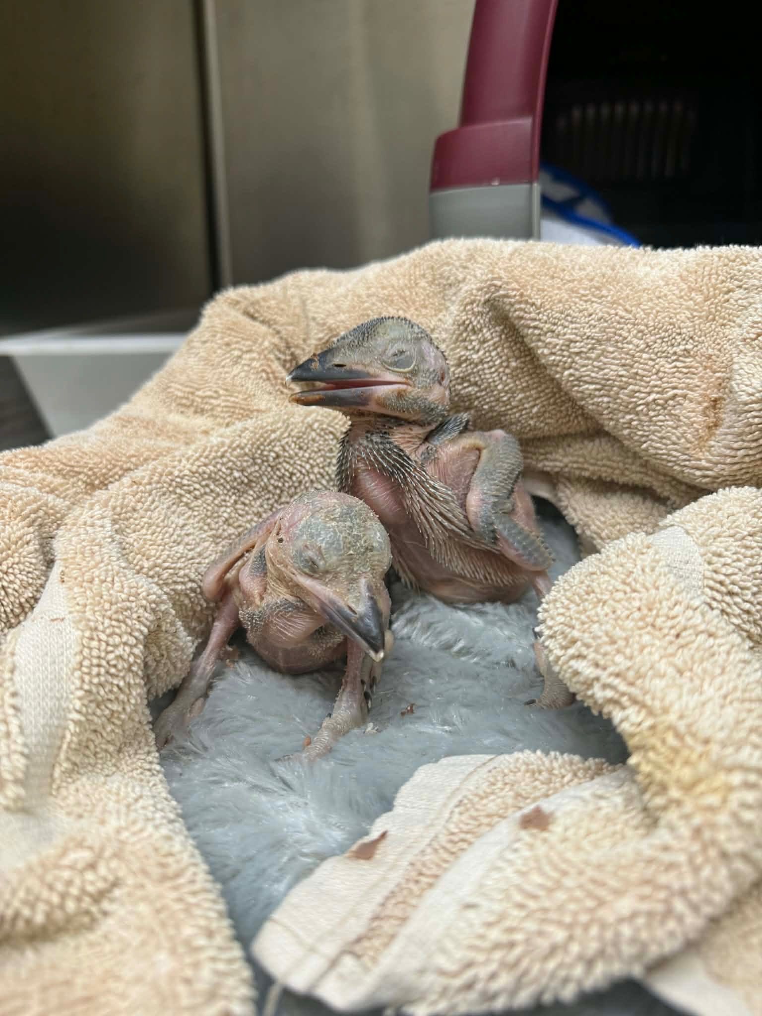 Newborn birds with their eyes closed sitting on feathers and a towel.