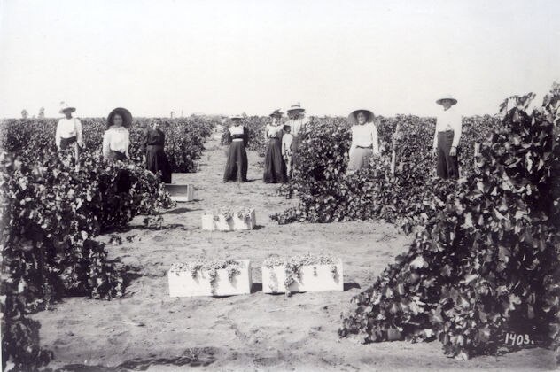 Women in dresses, wearing hats, harvesting wine grapes.