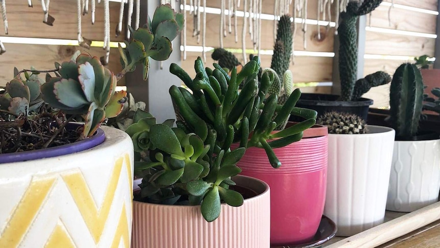 A row of pot plants in multicoloured pots