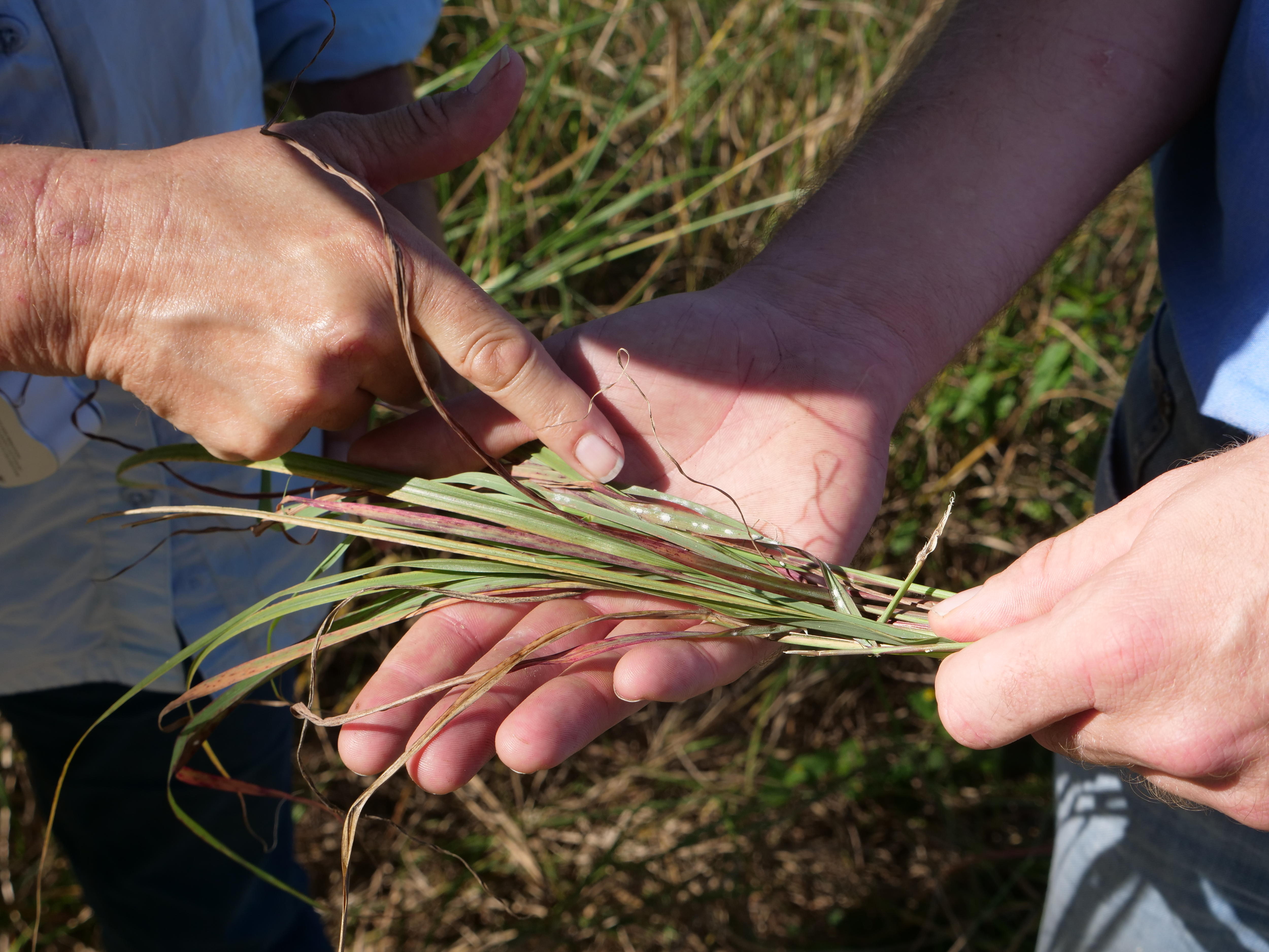 Tiny white mealybugs on strands of green grass with a woman pointing at the mealybugs.