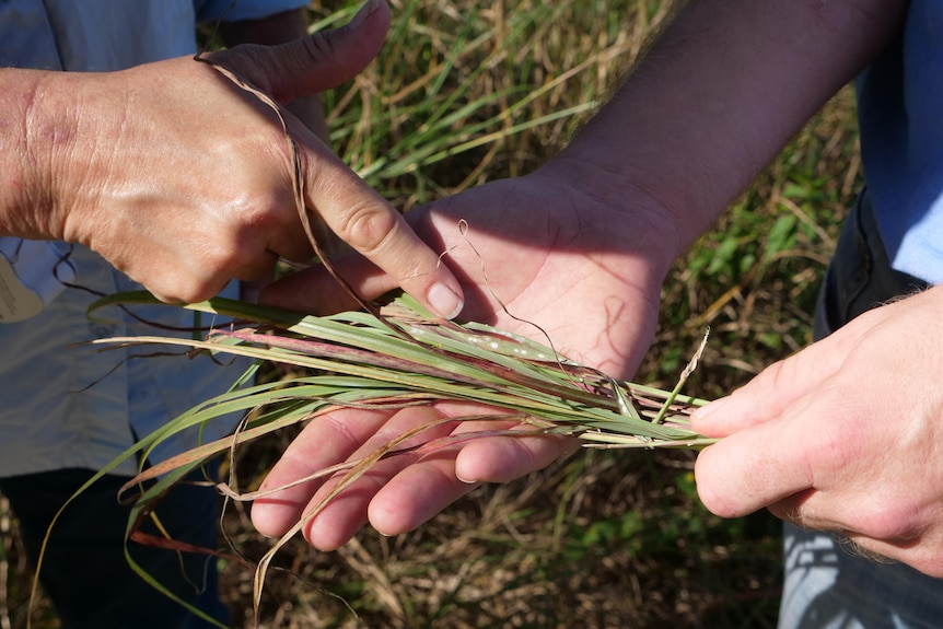 Tiny white mealybugs on strands of green grass with a woman pointing at the mealybugs.