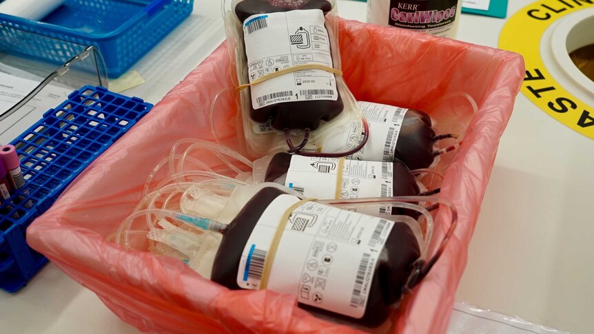 Bags of type O blood that has just been donated lie in a box