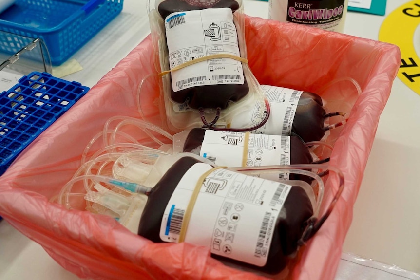 Bags of type O blood that has just been donated lie in a box.