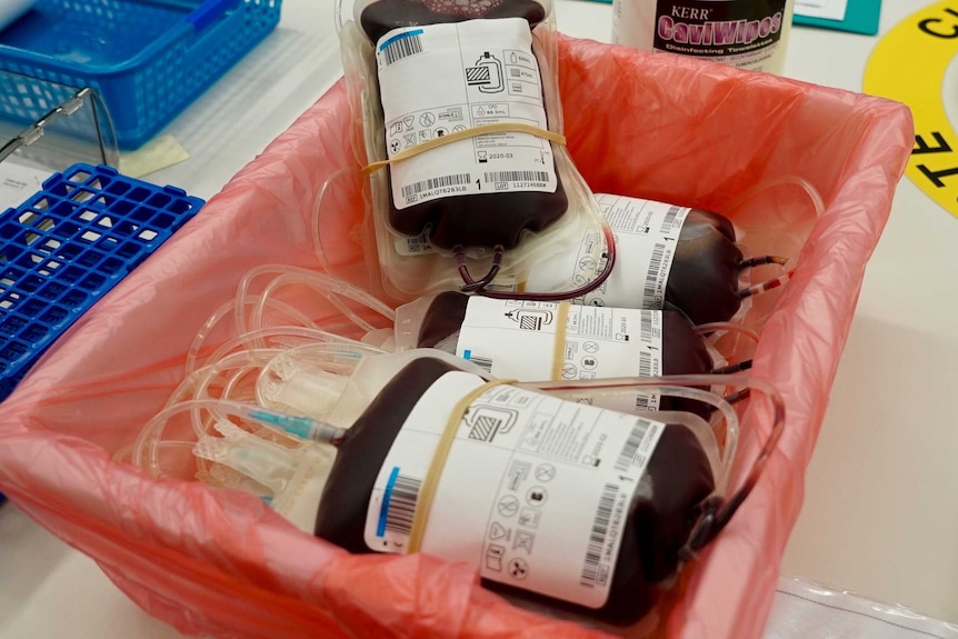 Bags of type O blood that has just been donated lie in a box