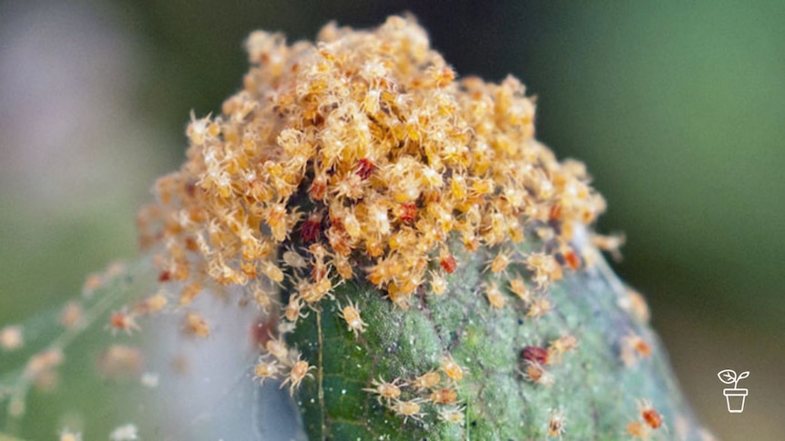 Tiny orange insects crawling over a plant's leaf