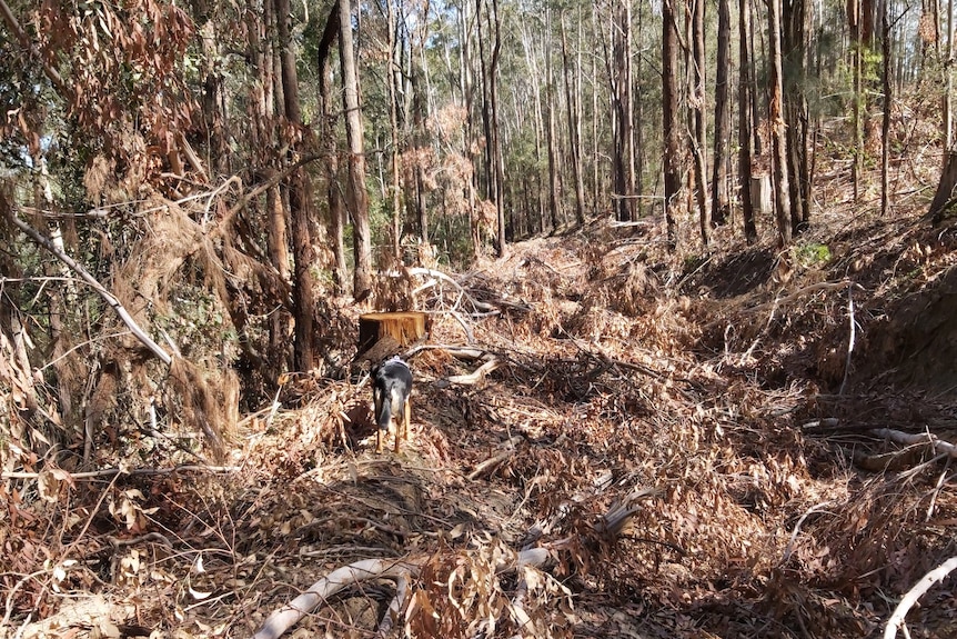 A flattened area inside a forest. A dog is seen in the foreground.