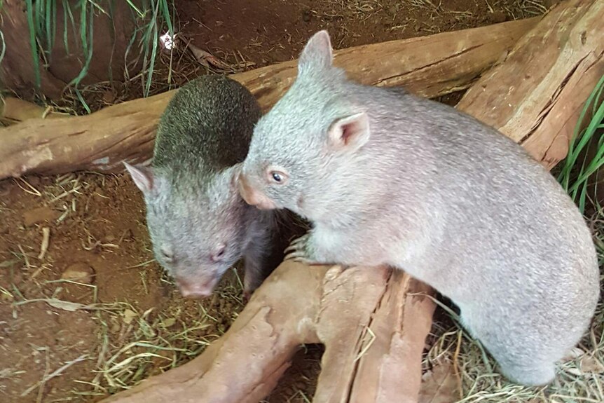 Two wombats on a log