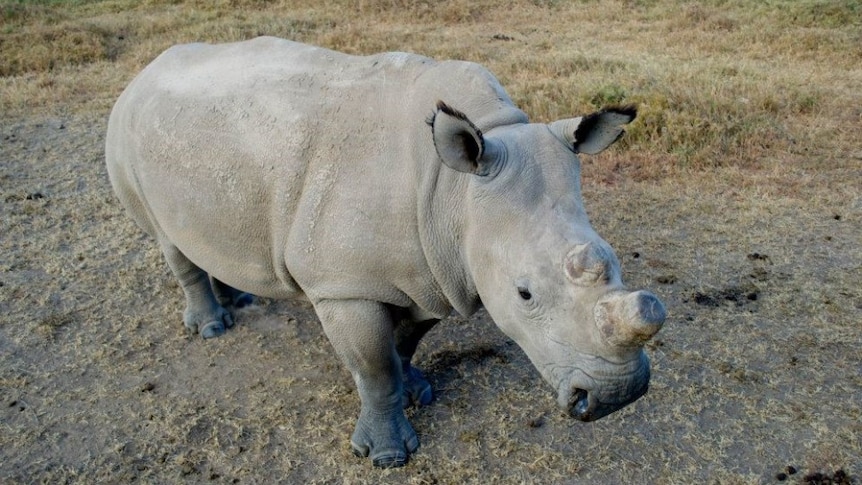 A close-up image of a black rhino in Kenya.