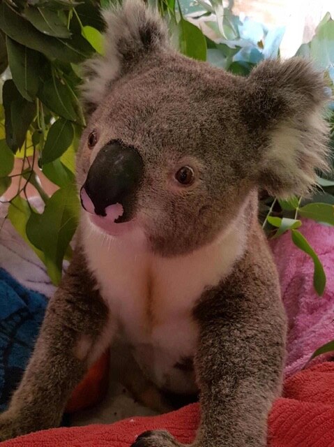 Koko Koala Hume