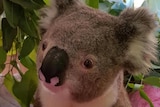 Koko Koala Hume