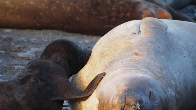 A young elephant seal feeds on Macquarie Island